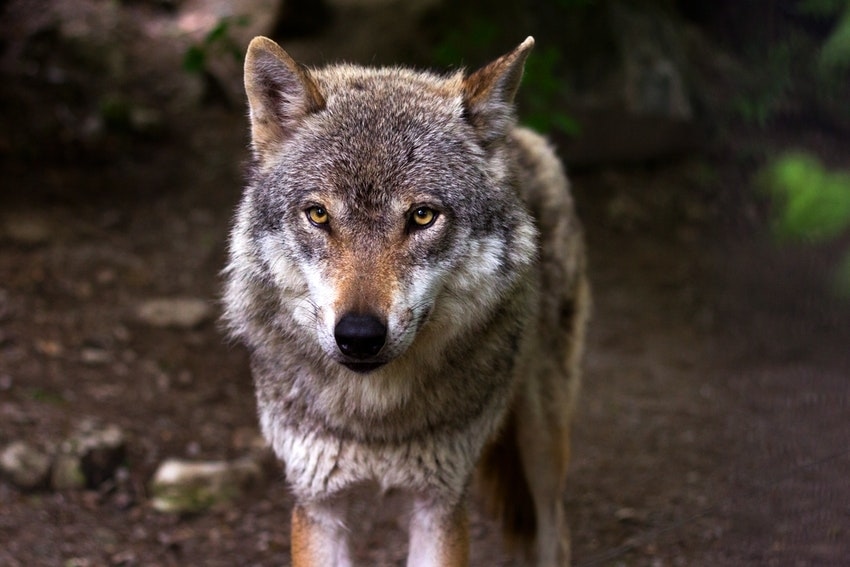 Face of gray wolf with gold eyes in woods